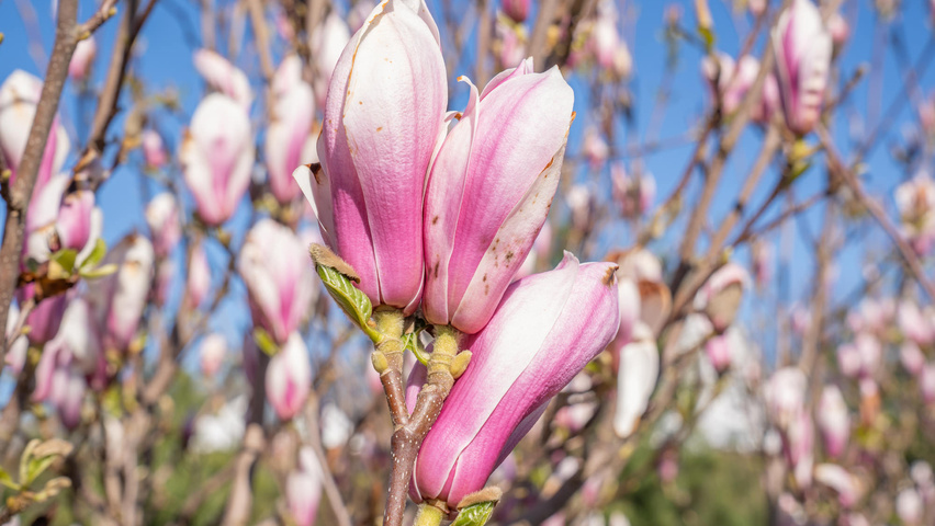 Magnolia denudata 'Fragrant Cloud' цветки