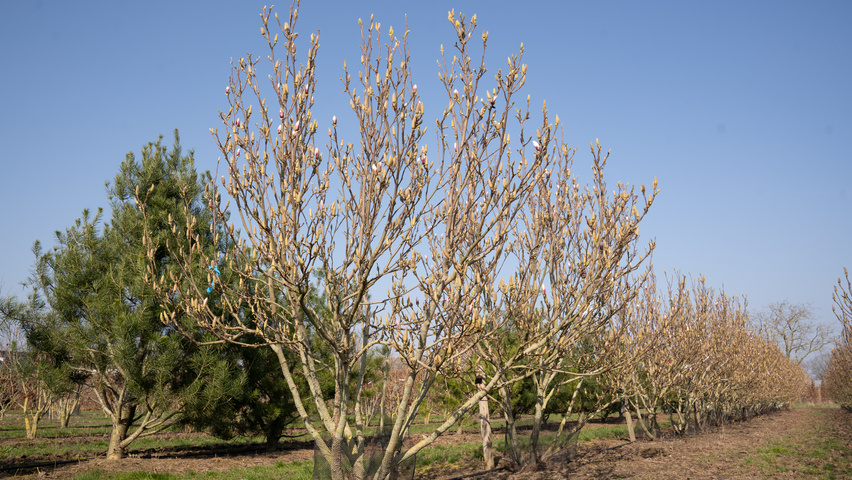Magnolia denudata 'Fragrant Cloud' Многоствольные деревья