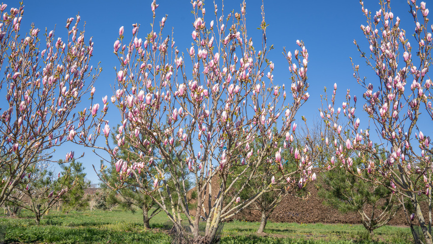 Magnolia denudata 'Fragrant Cloud' Многоствольные деревья