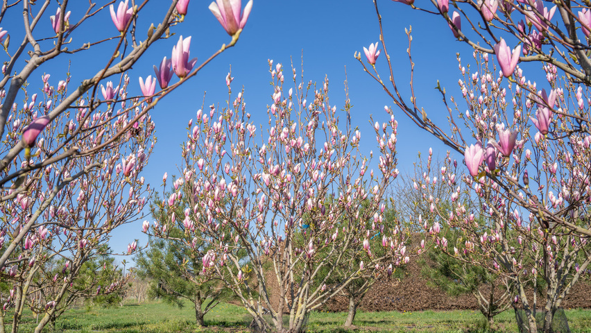 Magnolia denudata 'Fragrant Cloud' Многоствольные деревья