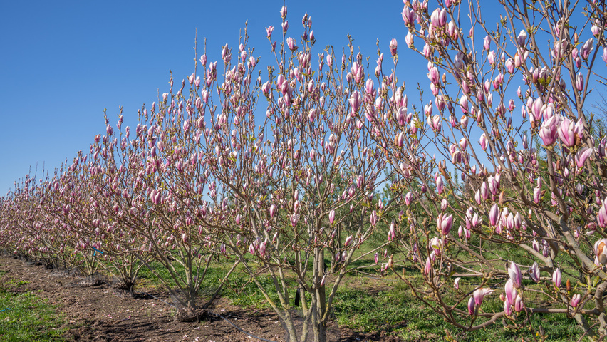 Magnolia denudata 'Fragrant Cloud' Многоствольные деревья