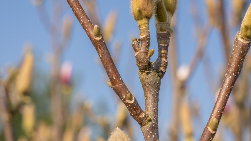 Magnolia denudata 'Fragrant Cloud' ветви