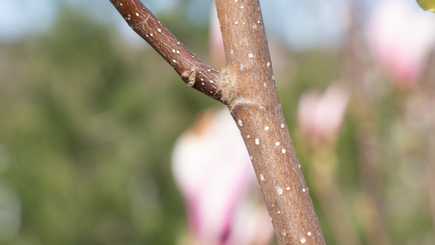 Magnolia denudata 'Fragrant Cloud' ветви