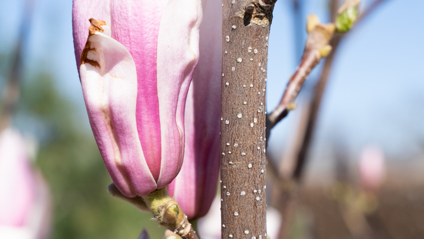 Magnolia denudata 'Fragrant Cloud' ветви