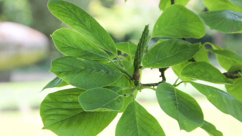 Magnolia denudata vrucht
