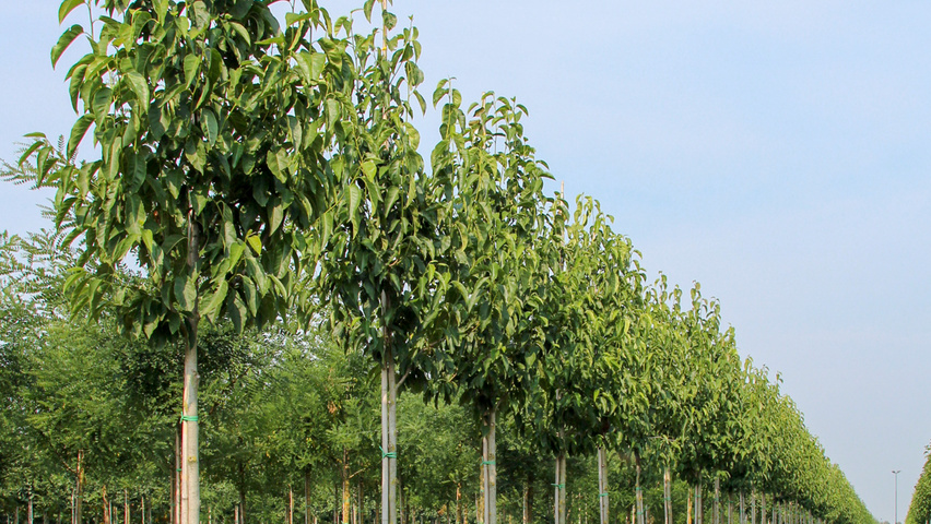 Magnolia denudata hoogstam