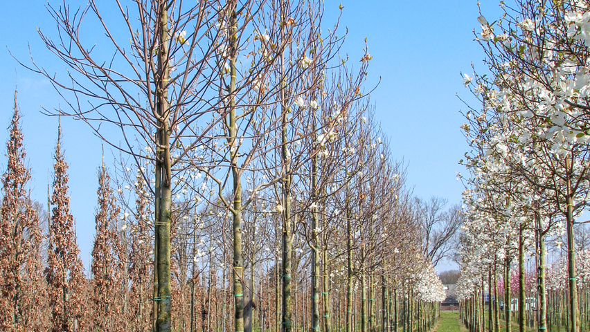 Magnolia denudata hoogstam