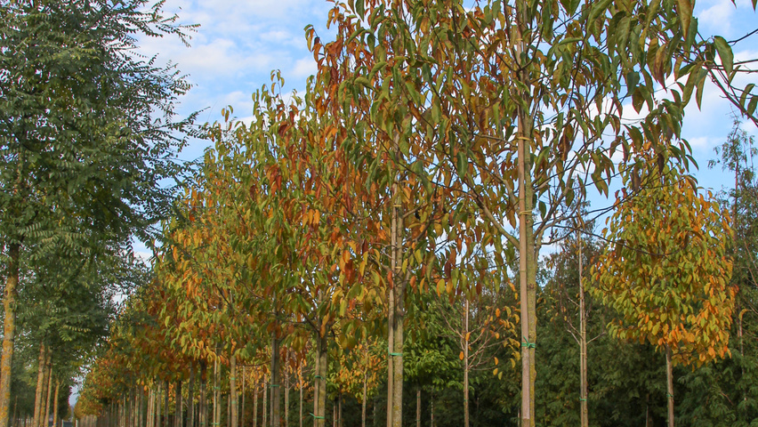 Magnolia denudata hoogstam