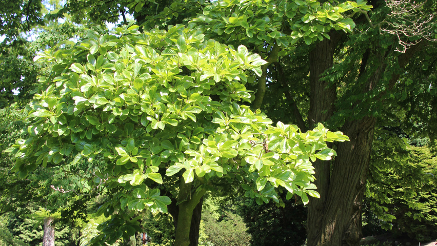 Magnolia denudata hoogstam
