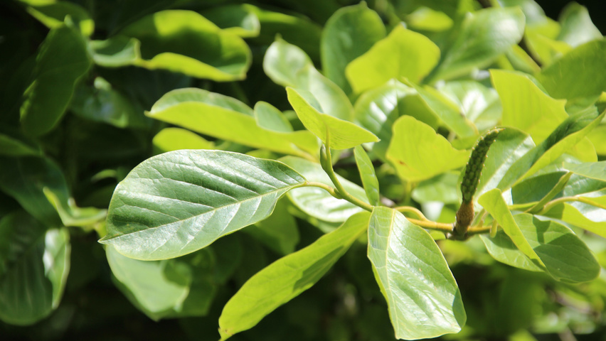 Magnolia denudata blad