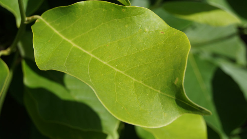 Magnolia denudata blad