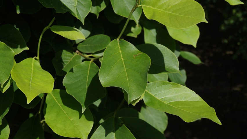 Magnolia denudata blad