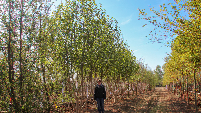 Magnolia denudata meerstammig