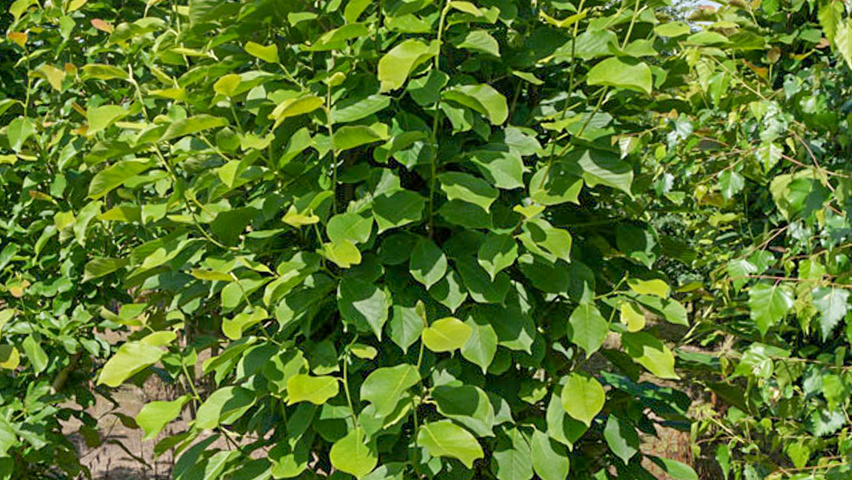 Magnolia denudata meerstammig