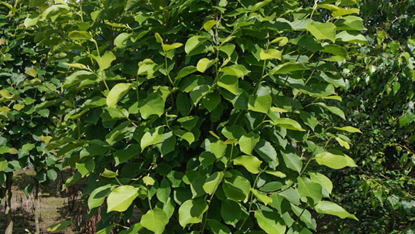 Magnolia denudata meerstammig