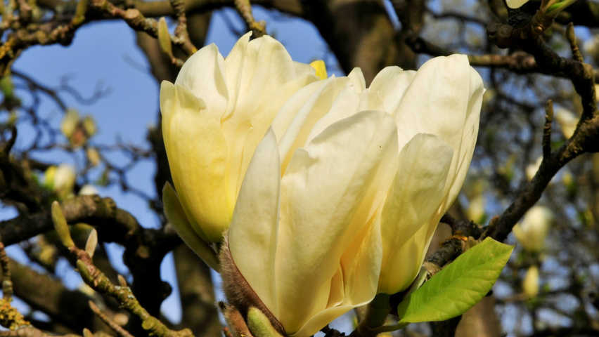 Magnolia 'Elizabeth' fleurs