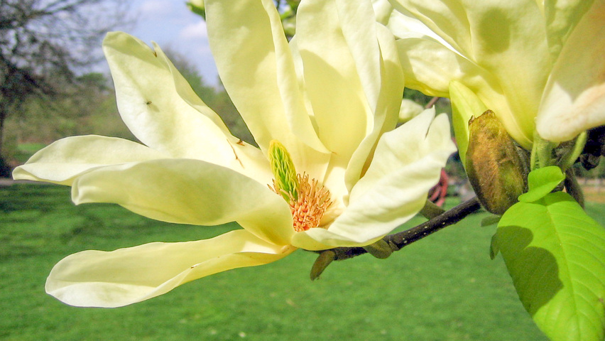 Magnolia 'Elizabeth' fleurs