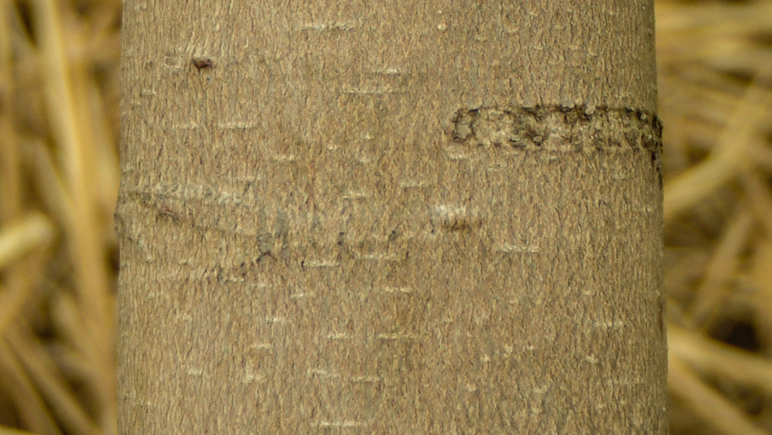 Magnolia 'Galaxy' bark