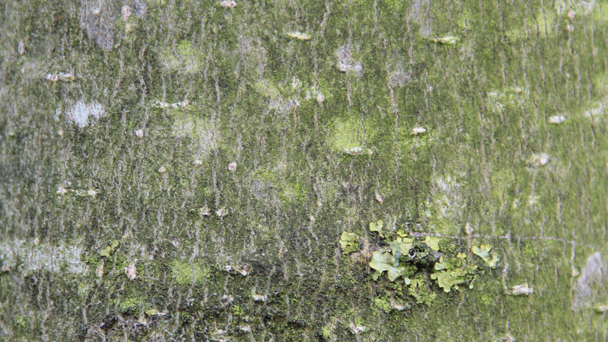 Magnolia 'Galaxy' bark