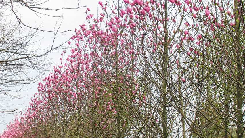Magnolia 'Galaxy' feathered