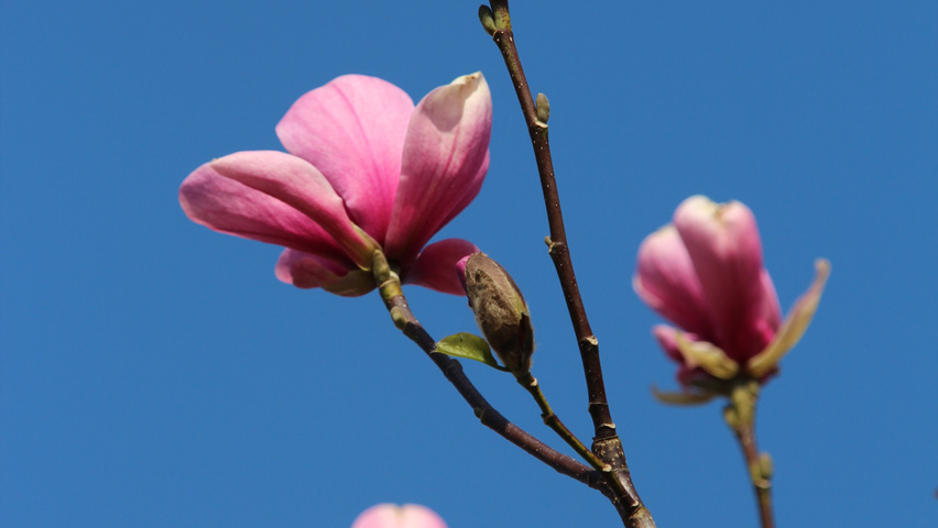 Magnolia 'Galaxy' flowers