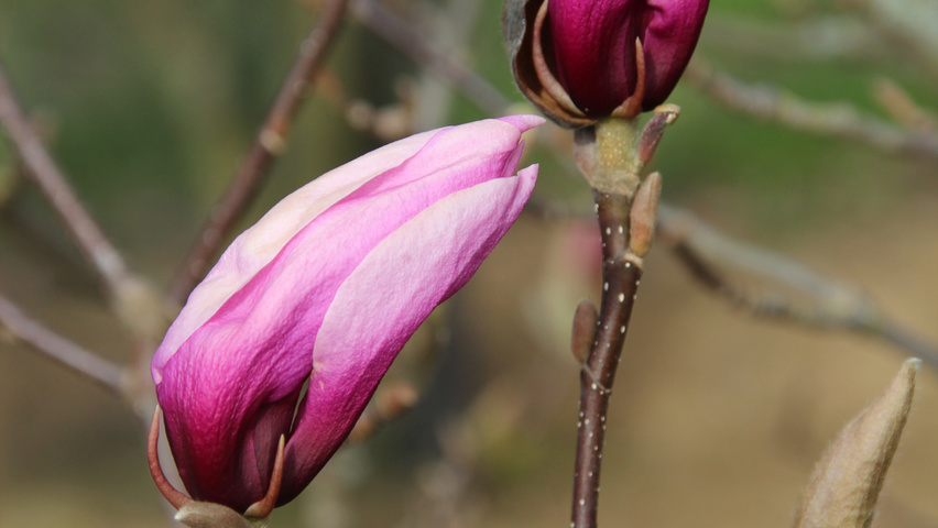 Magnolia 'Galaxy' flowers