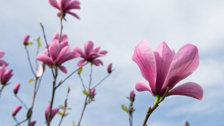 Magnolia 'Galaxy' flowers
