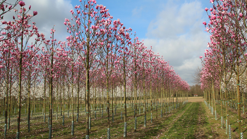 Magnolia 'Galaxy' standard tree