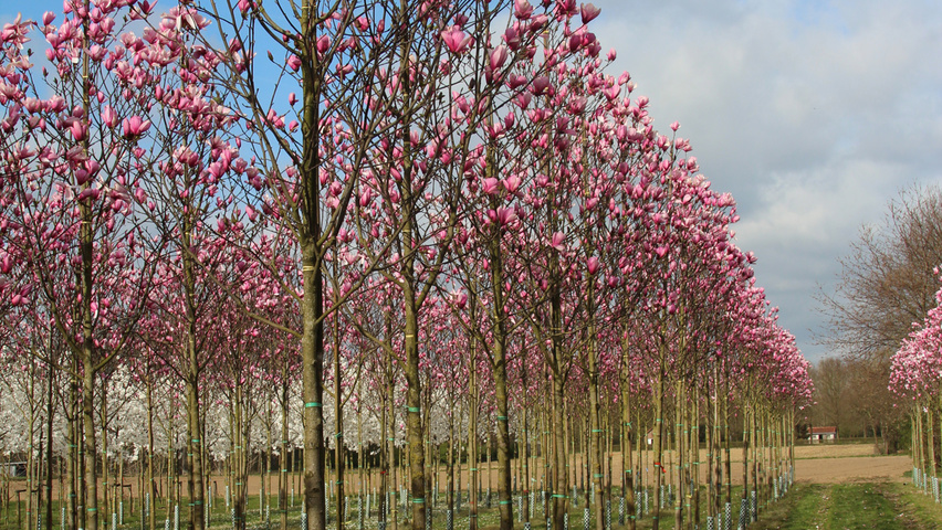 Magnolia 'Galaxy' standard tree