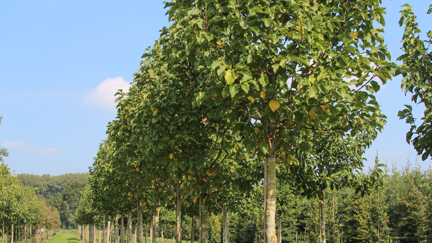 Magnolia 'Galaxy' standard tree