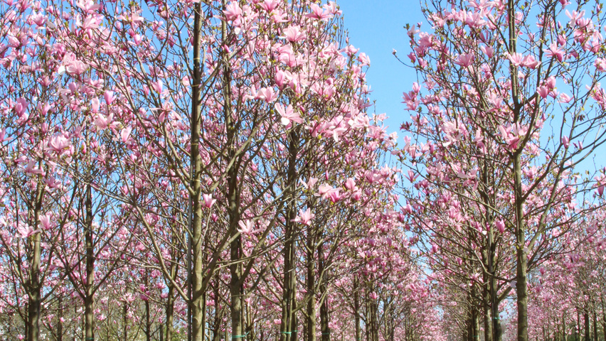 Magnolia 'Galaxy' standard tree