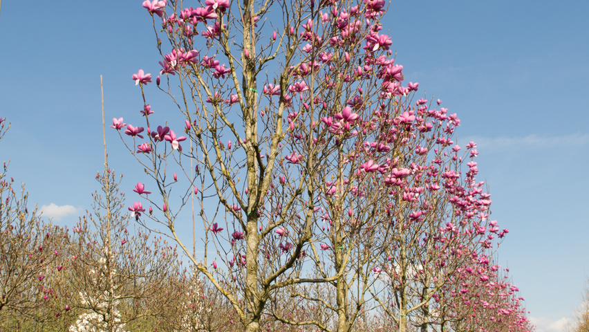 Magnolia 'Galaxy' standard tree