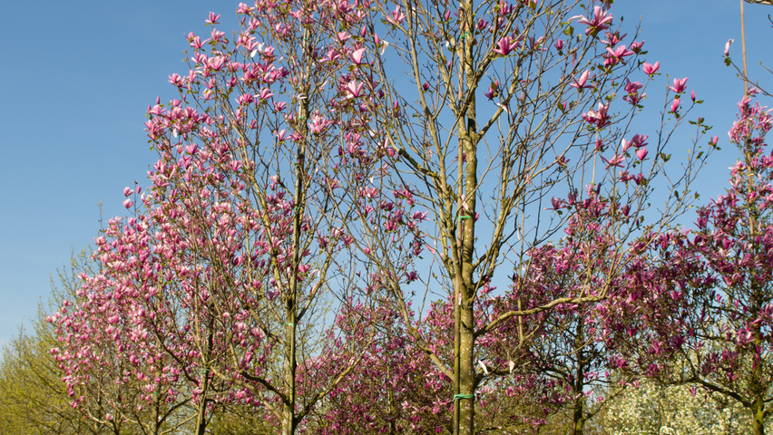 Magnolia 'Galaxy' standard tree