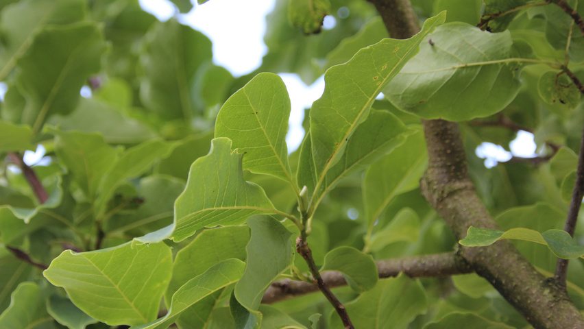 Magnolia 'Galaxy' leaves
