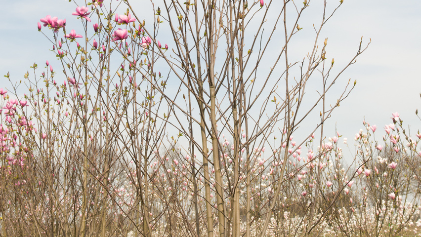 Magnolia 'Galaxy' multi-stem
