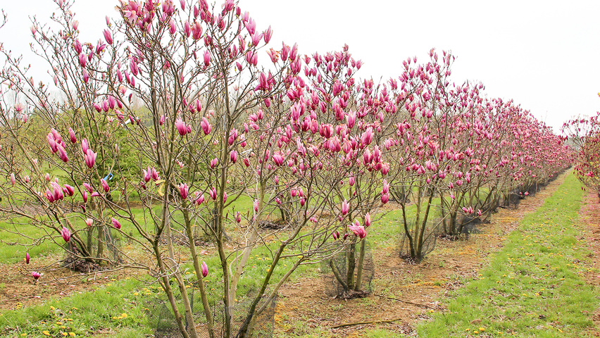 Magnolia 'Galaxy' solitary shrubs