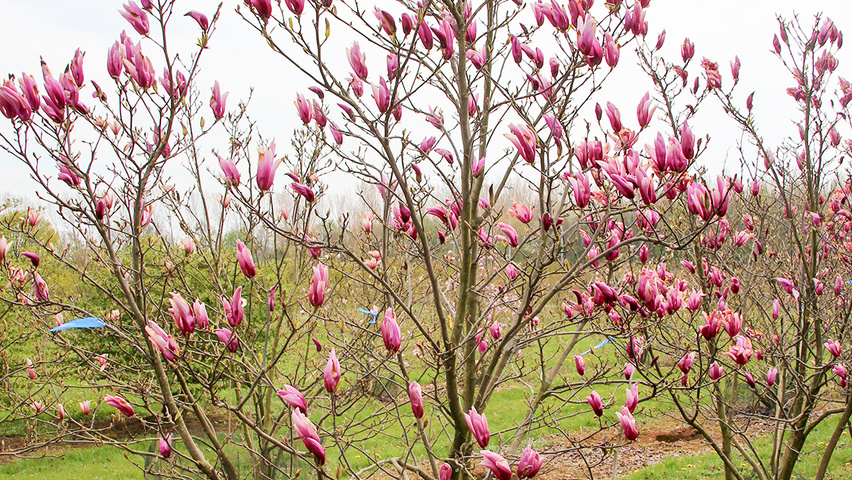 Magnolia 'Galaxy' solitary shrubs
