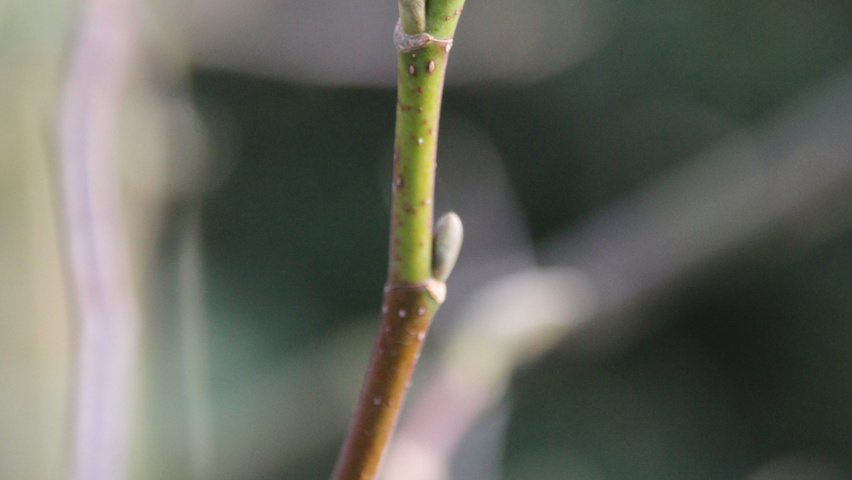 Magnolia 'Galaxy' twigs