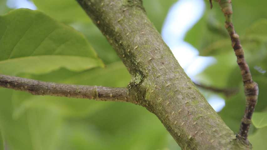 Magnolia 'Galaxy' twigs