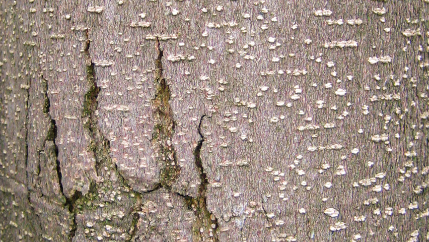 Magnolia grandiflora Rinden