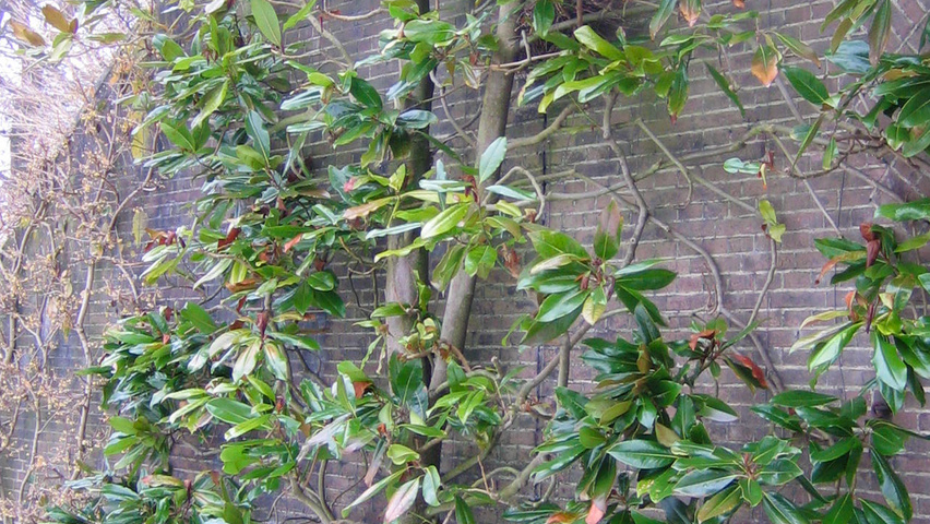 Magnolia grandiflora Spalier