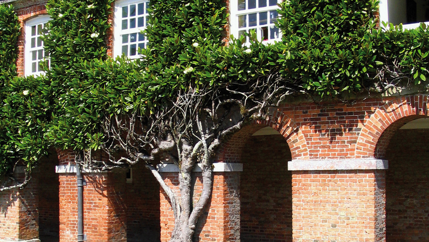 Magnolia grandiflora Spalier