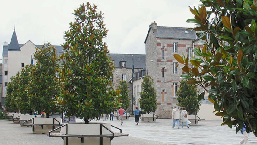 Magnolia grandiflora Stammbüsche