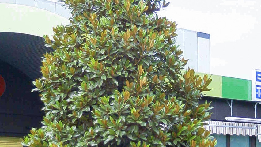 Magnolia grandiflora Stammbüsche