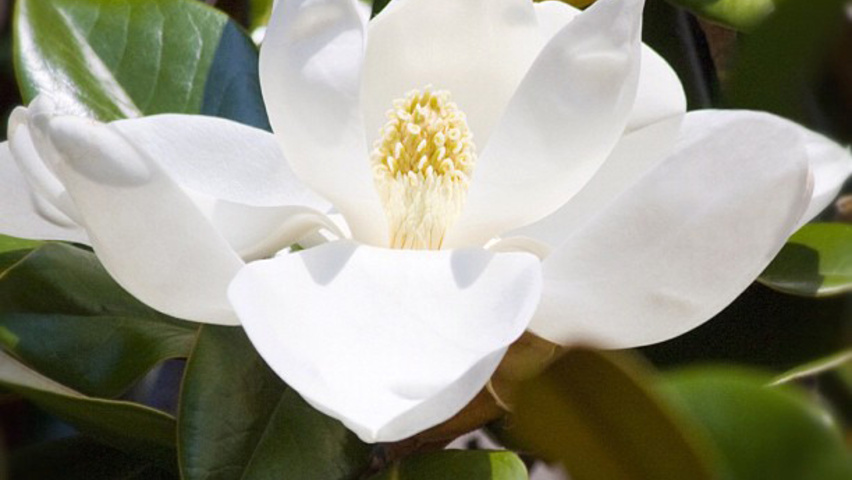 Magnolia grandiflora Blumen