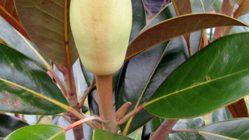 Magnolia grandiflora Blumen