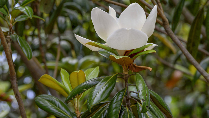Magnolia grandiflora Blumen