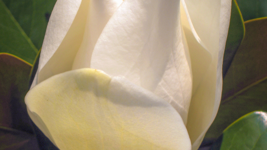 Magnolia grandiflora Blumen