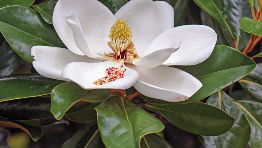 Magnolia grandiflora Blumen