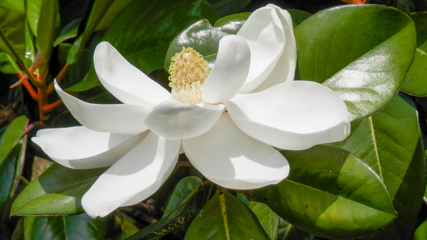 Magnolia grandiflora Blumen